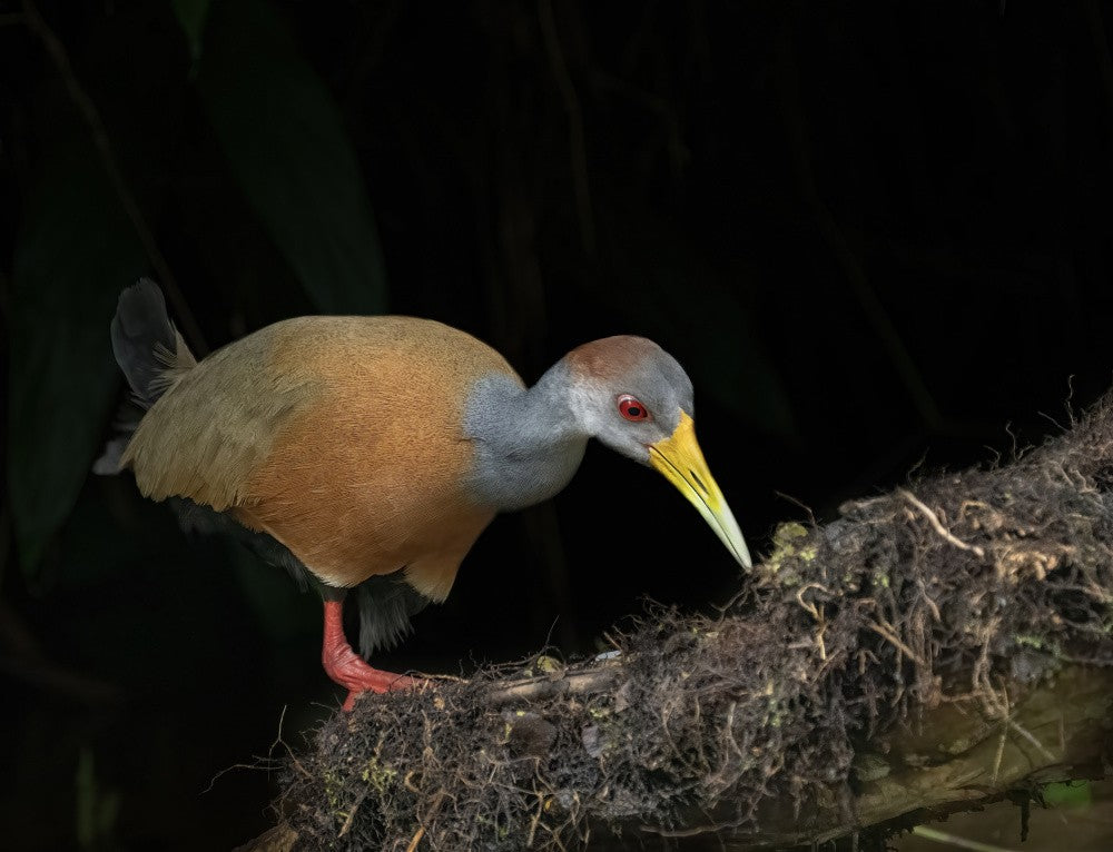 Grey-cowled wood rail