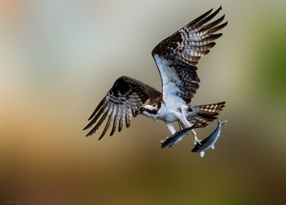 Osprey
