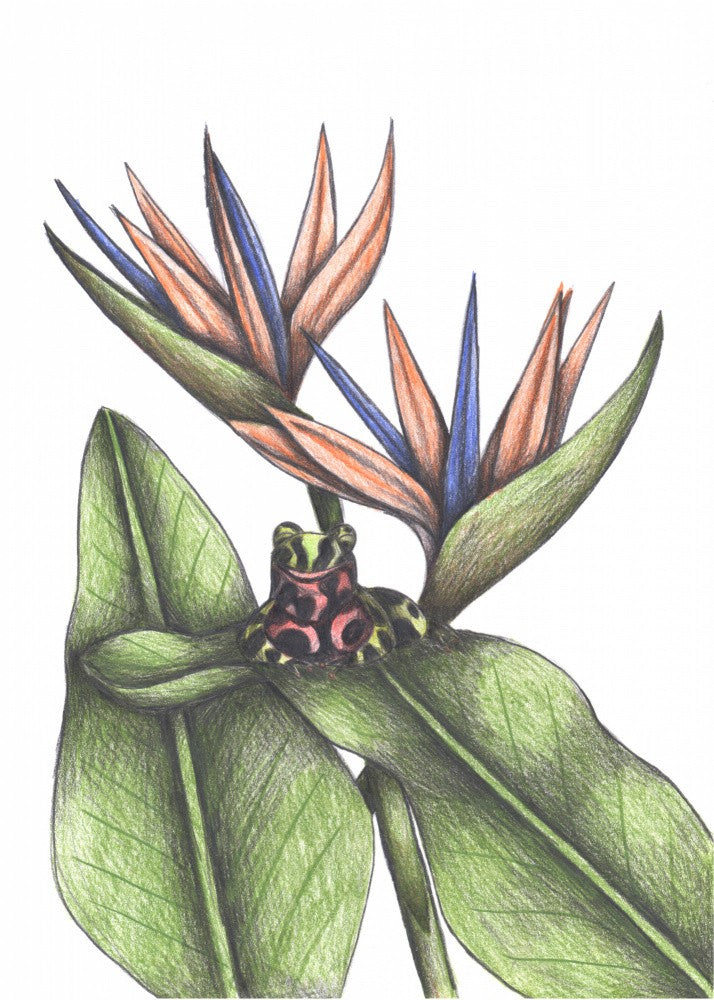Tropical Harmony