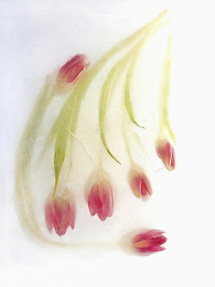 Tulips in Ice.