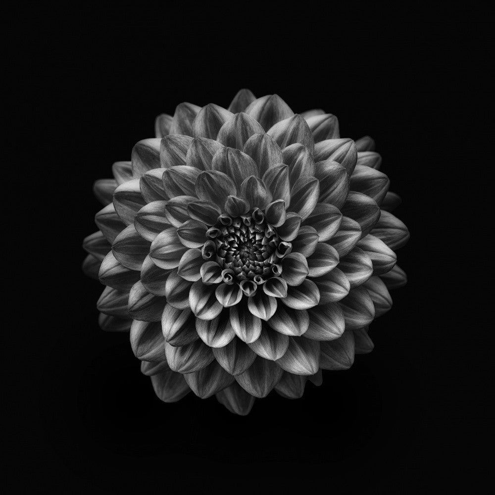 Dahlia
