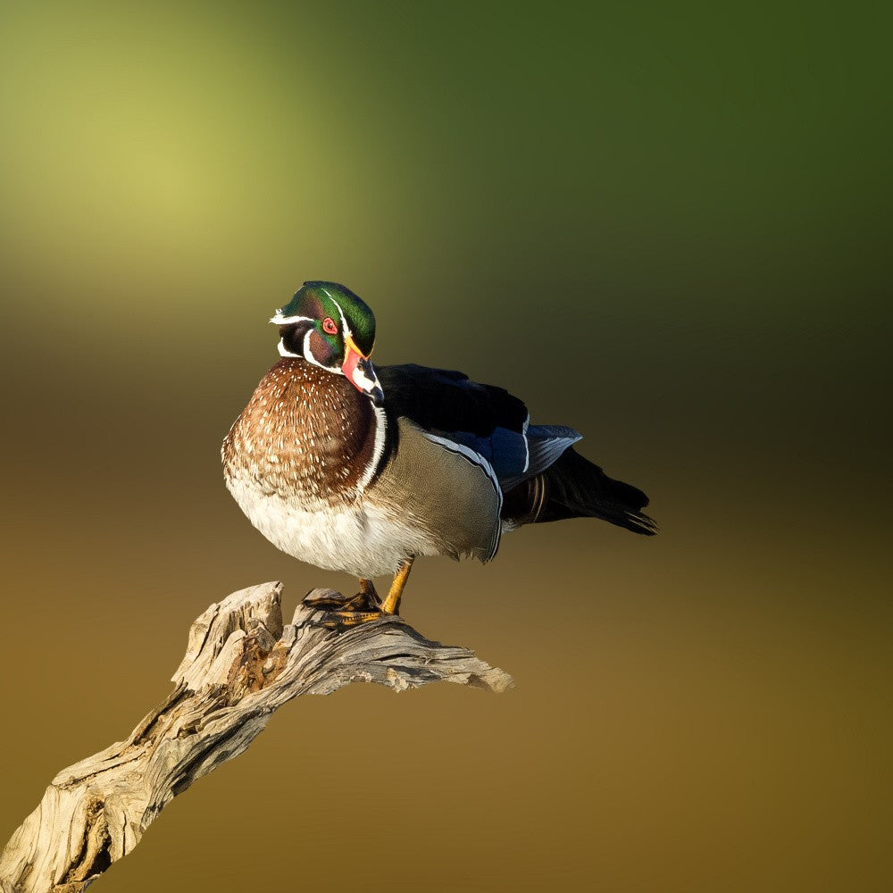 Mallard