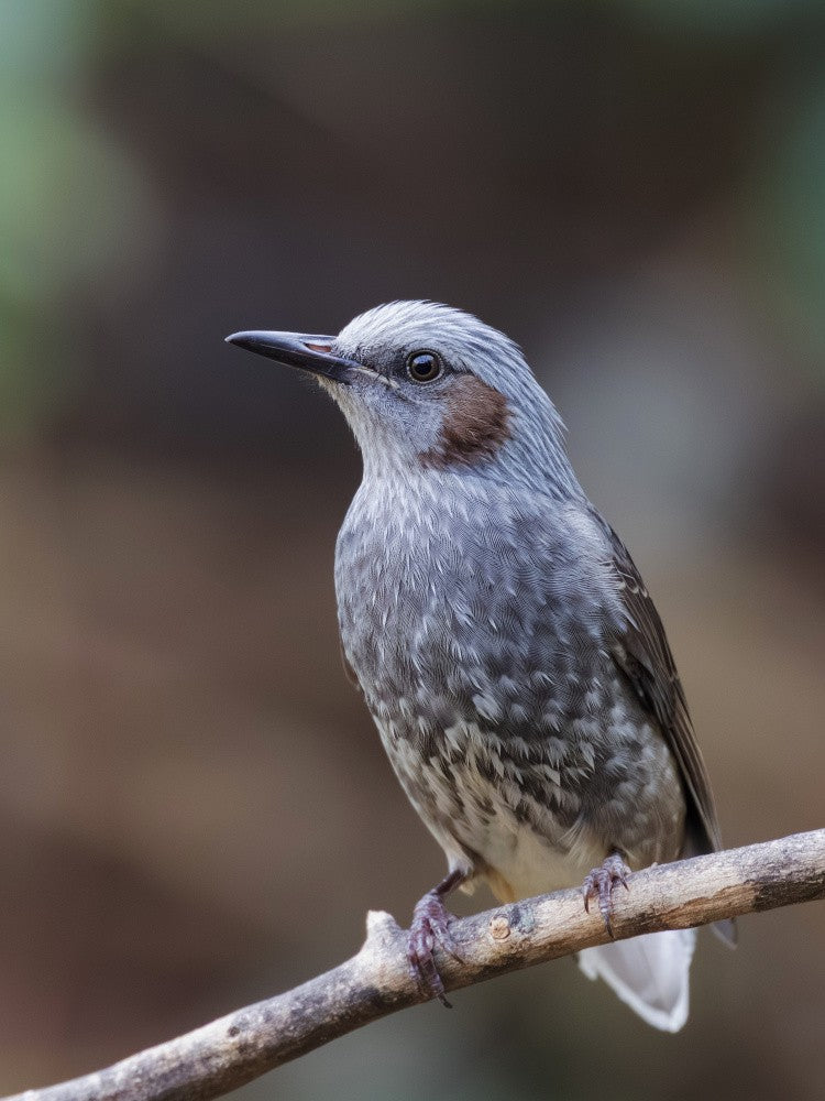 Brown-eared bulbul