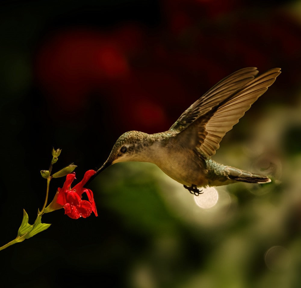 Hummingbird