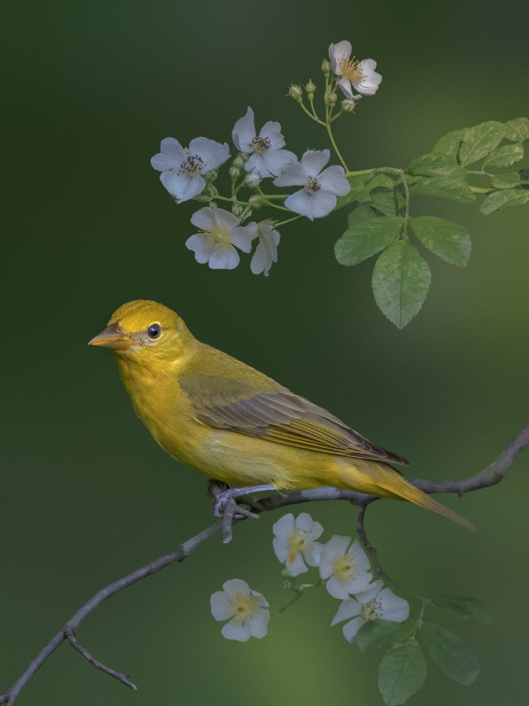 Summer tanager