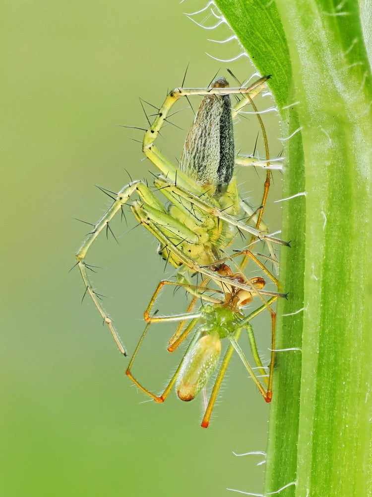 Predation