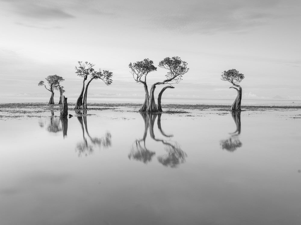 Dancing Trees of Sumba