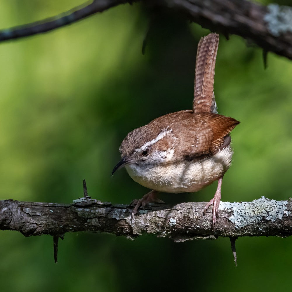 Carolina Wren
