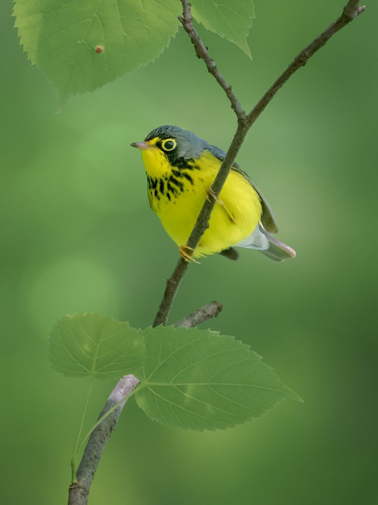 Canada warbler