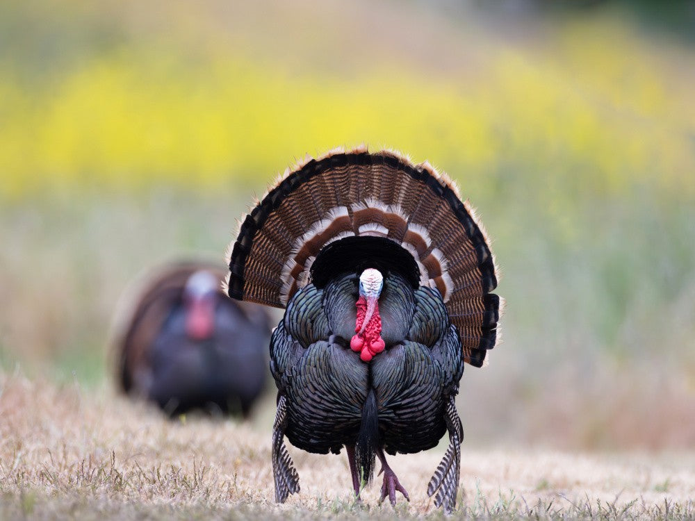 wild turkey