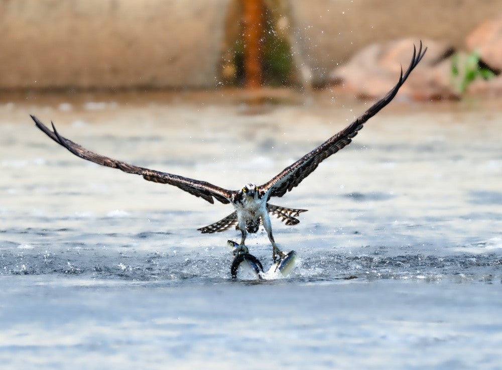 The Quad Catch