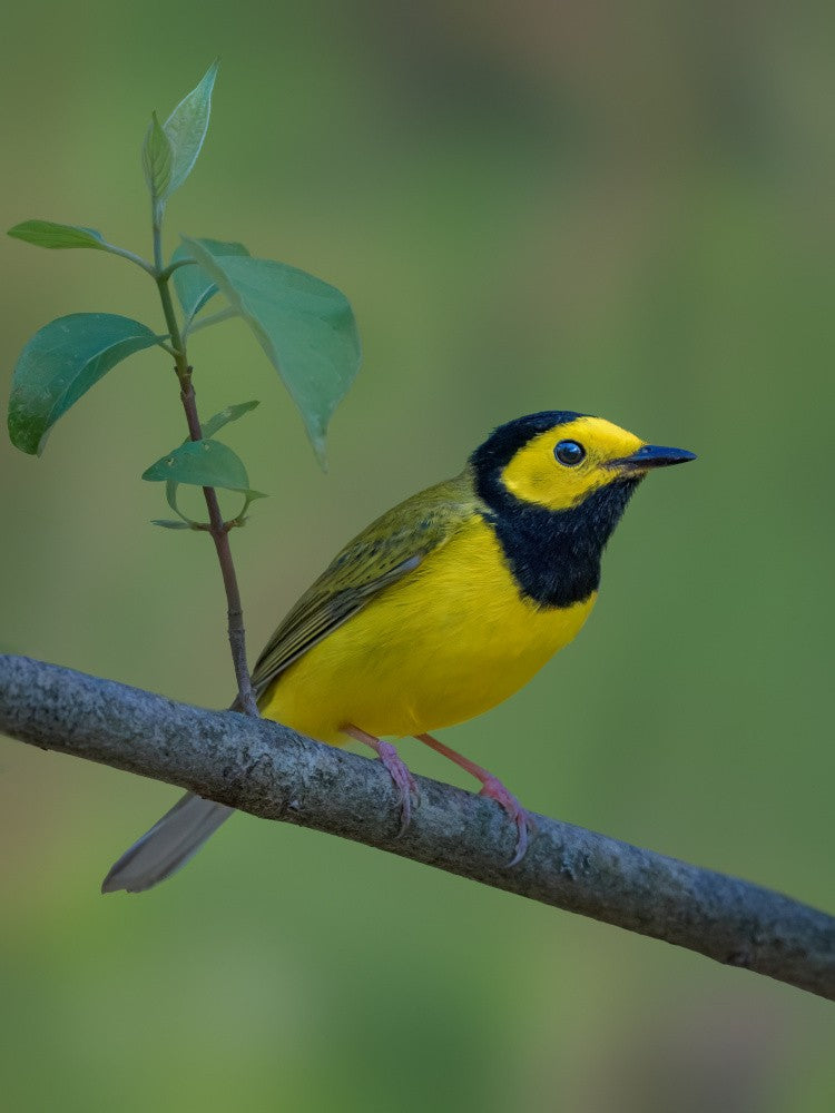 Hooded warbler