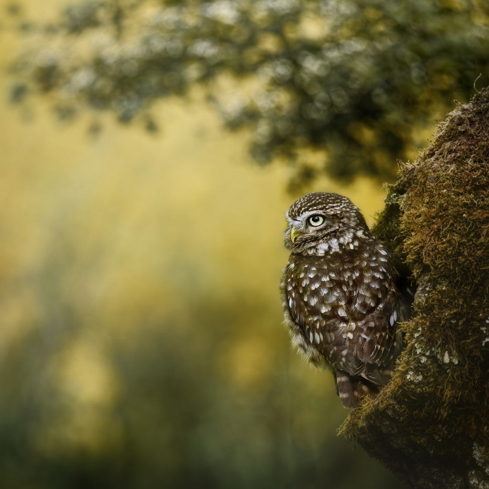 Beobachter auf dem moosigen Felsen