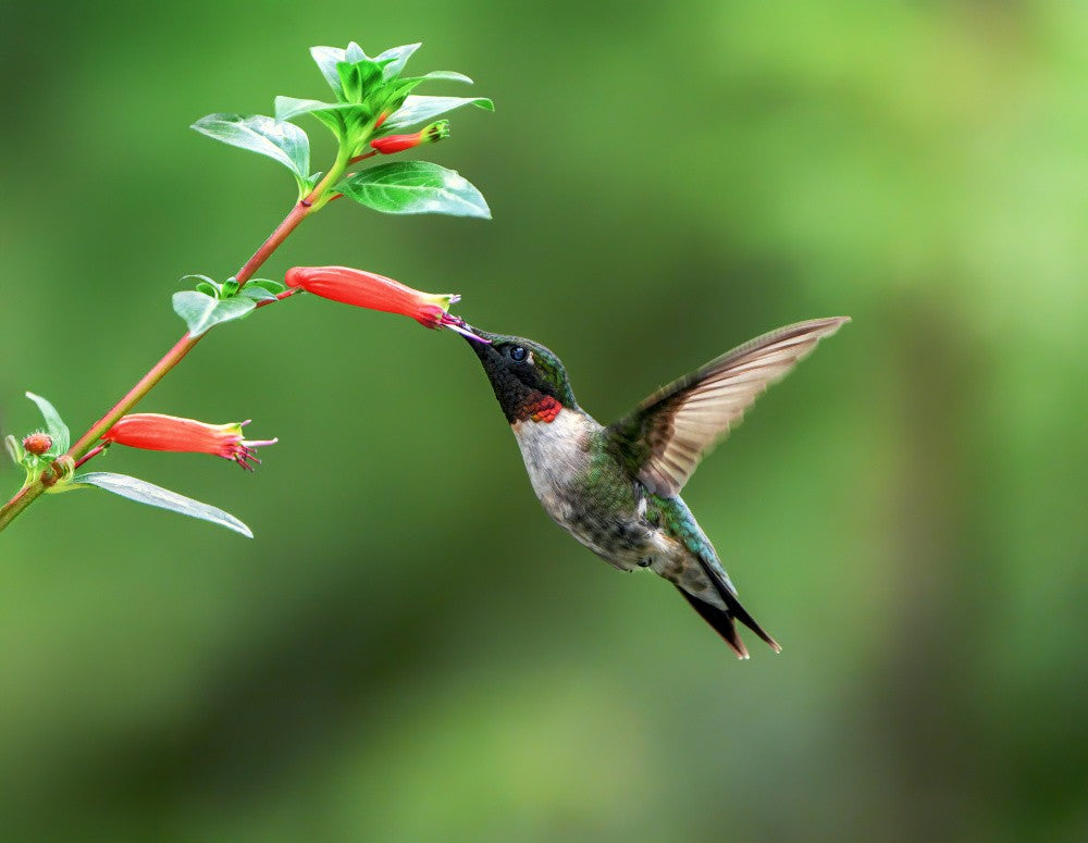 Hummingbird