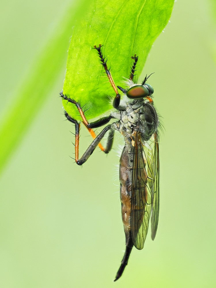 Asilidae