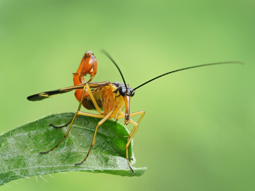 Gangster-like insect