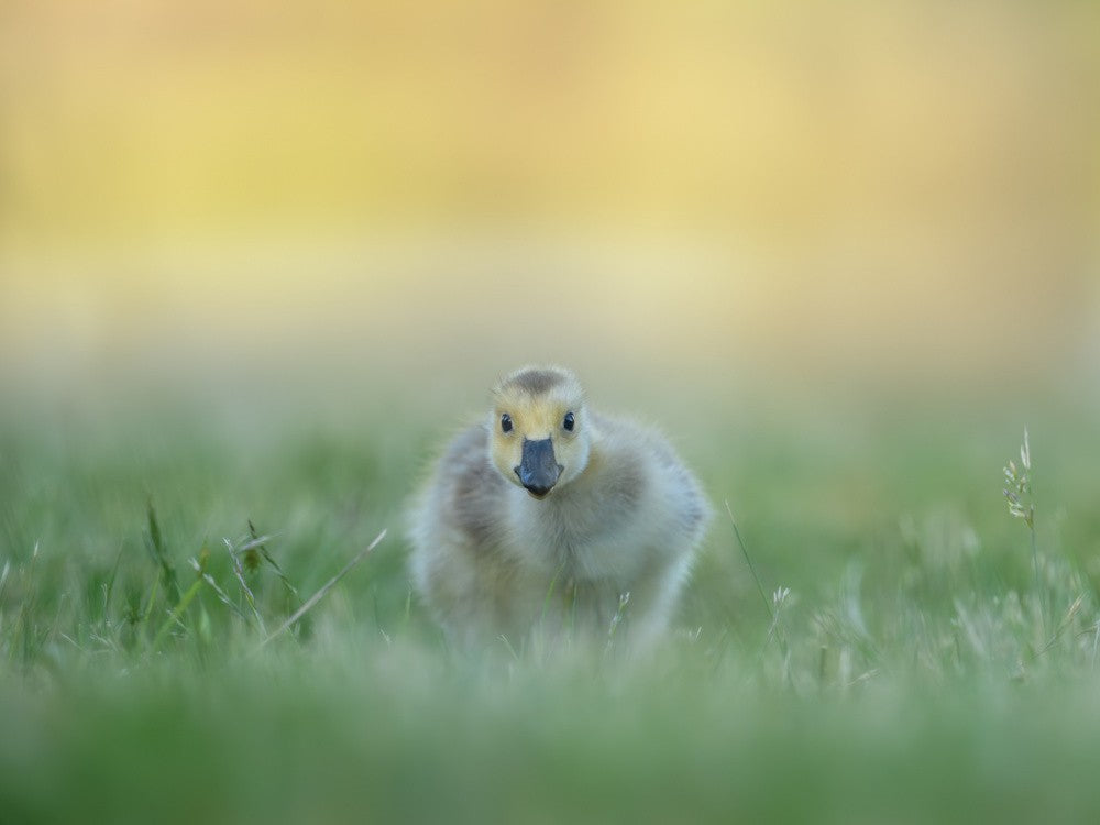 Curious gosling