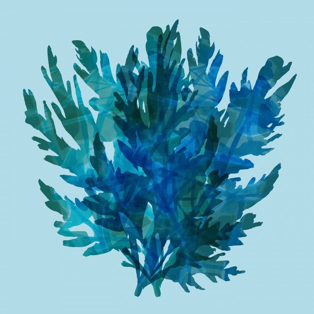 Deep Blue Kelp 1