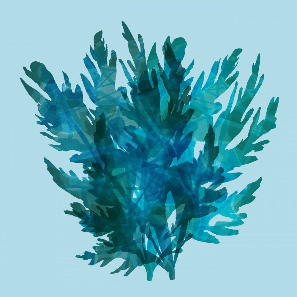 Deep Blue Kelp 2