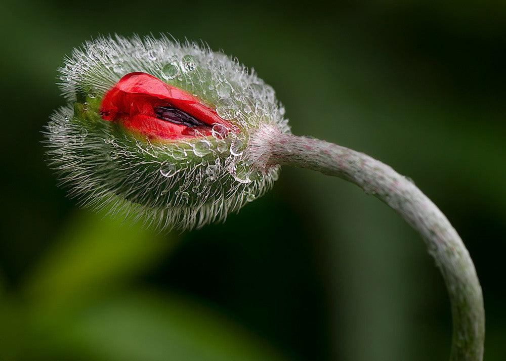 Poppy flower after a rain