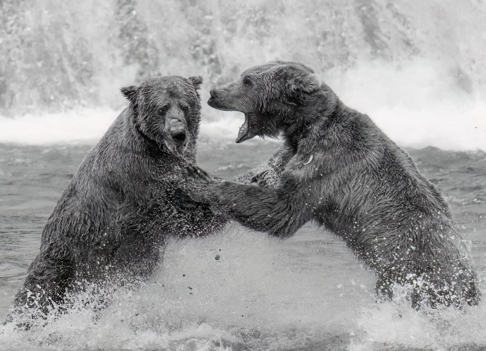 The Roar of the Wild