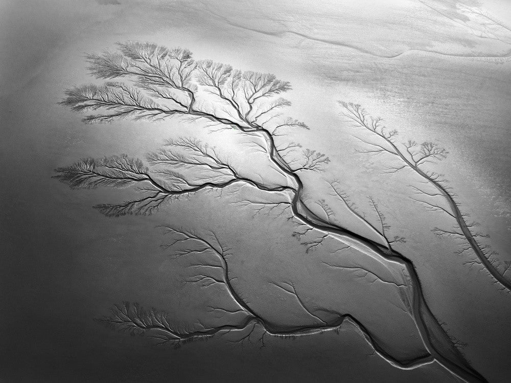 Natural Tree in Sunrise