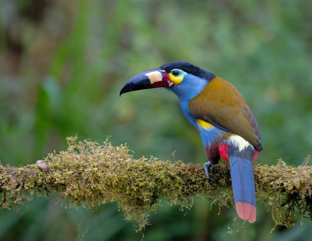 Plate-billed mountain toucan
