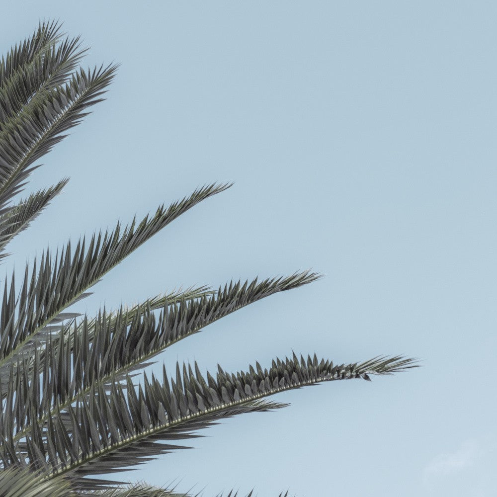 Palm Fronds