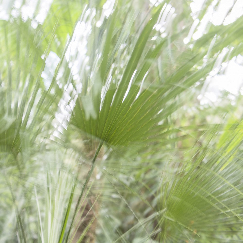Radiant Fan Palm