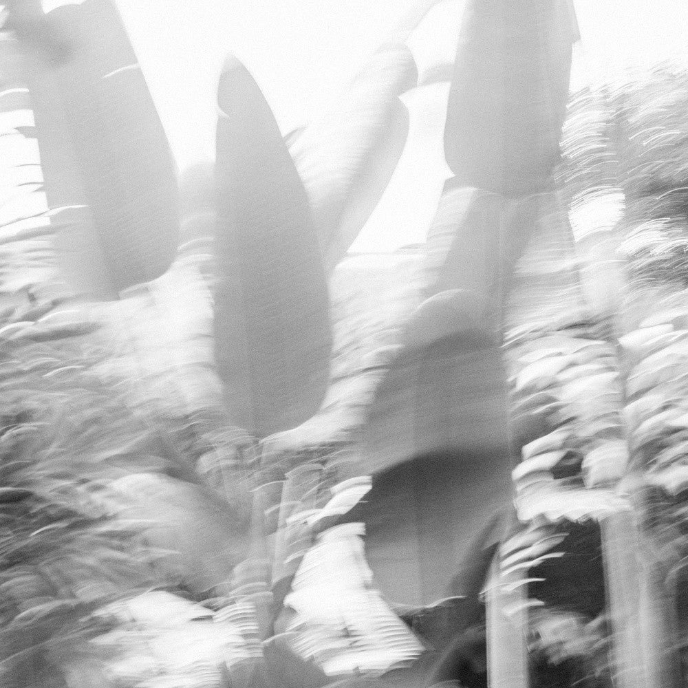 Monochrome Tropics