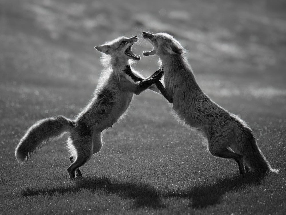 Argument
