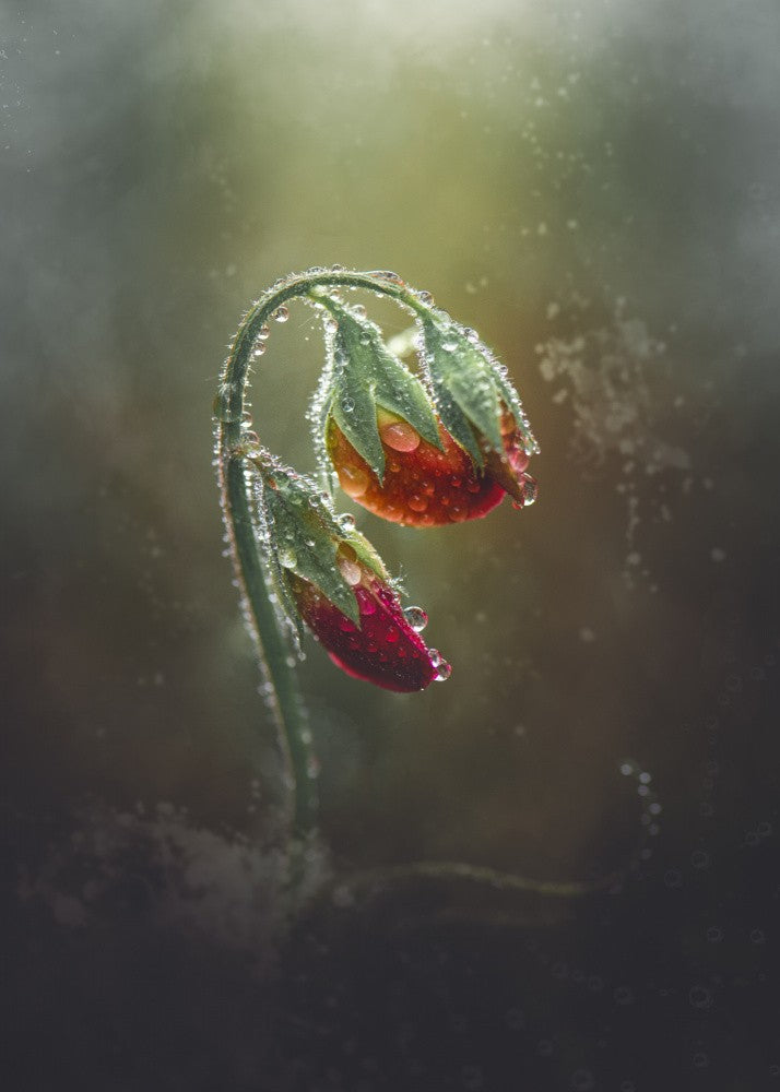 Sweet pea