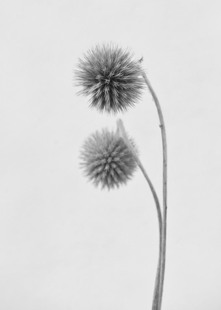 Echinops