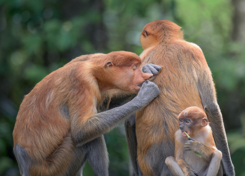 STILLE ZUNEIGUNG