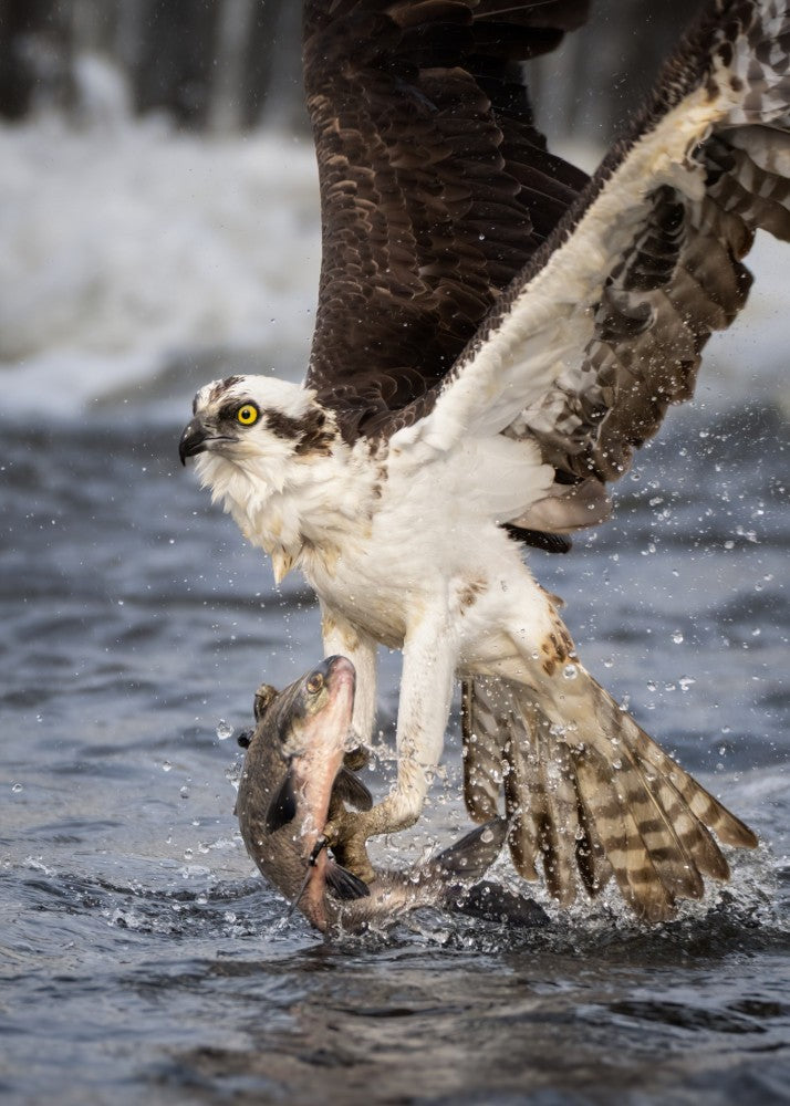 Osprey hunting
