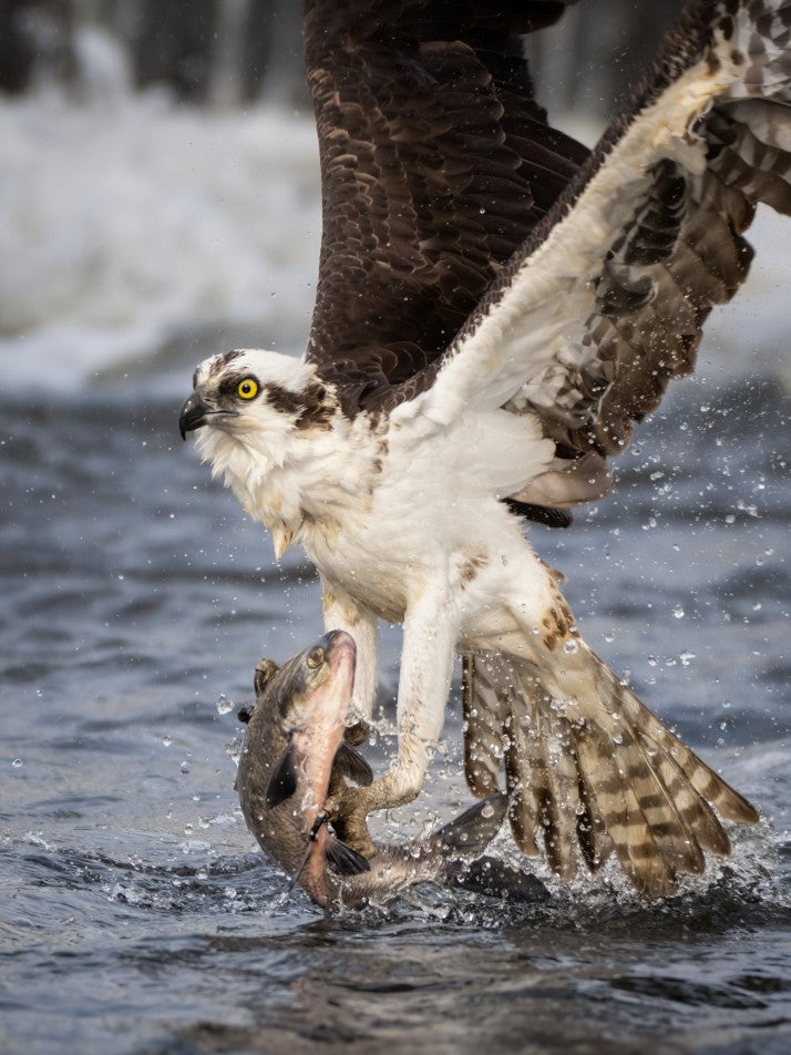Osprey hunting