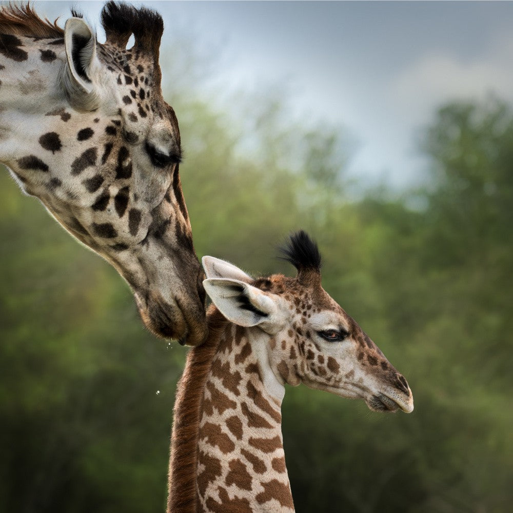 Tender moment