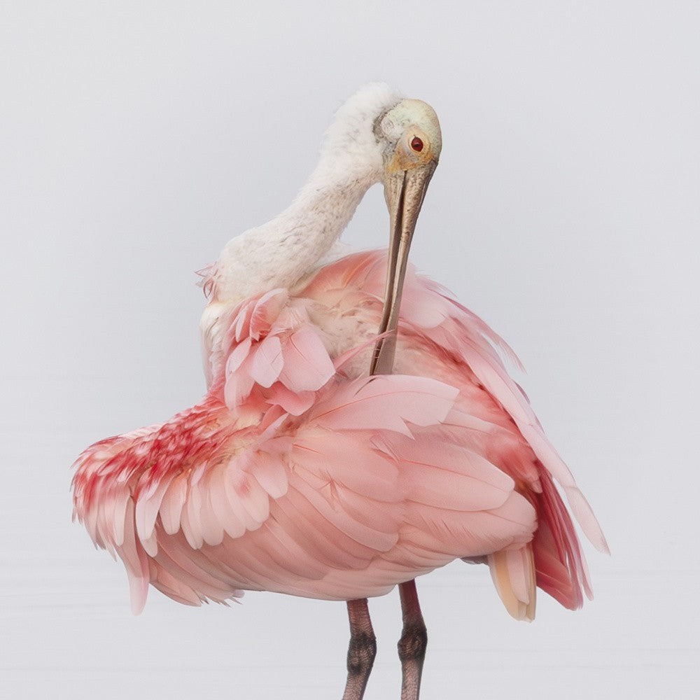 Portrait of a Roseate Spoonbillill