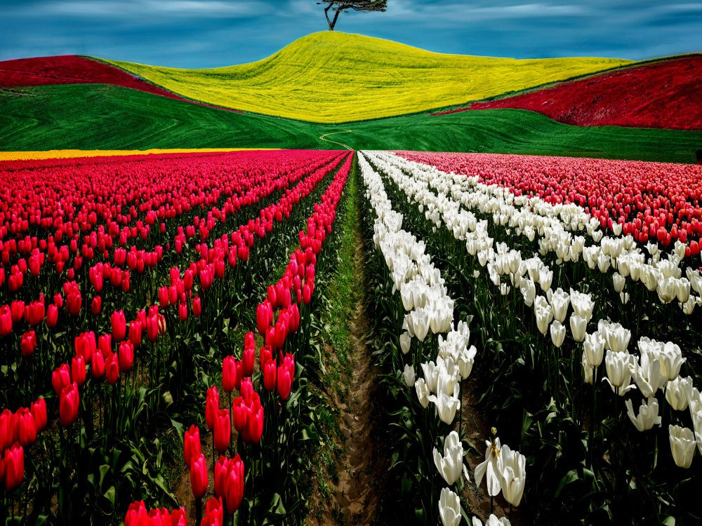 Tulip and Wheat Field