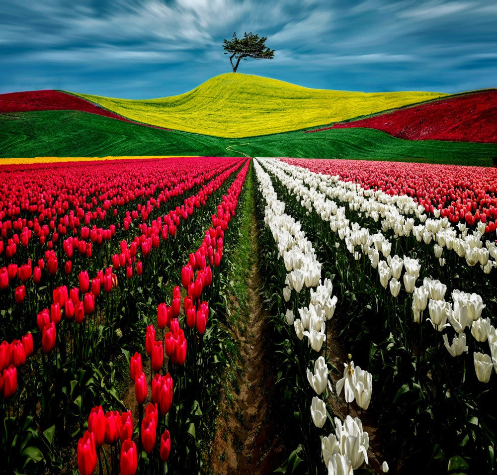 Tulip and Wheat Field