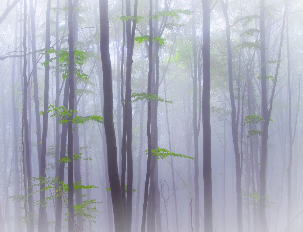 Misty