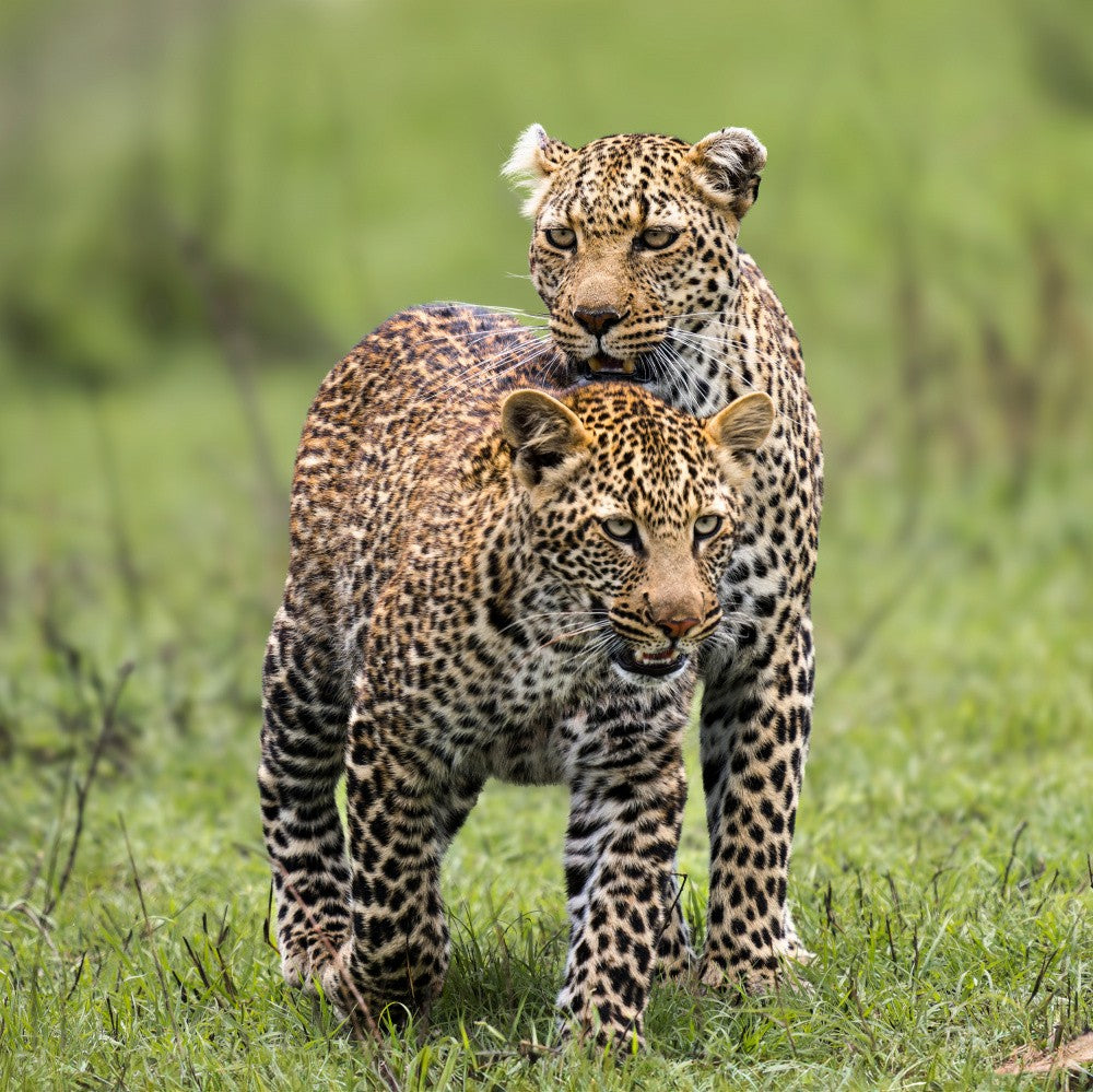 Mère et Fils