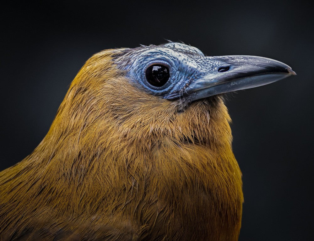 Echos in Gold und Blau
