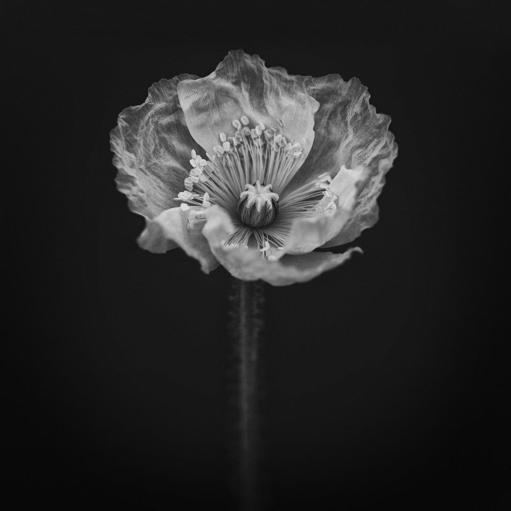Poppy