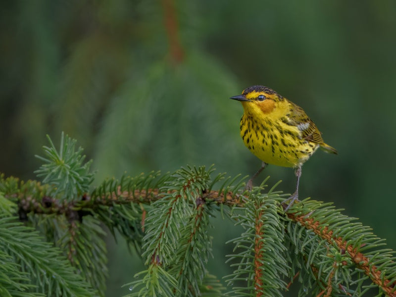 Cape-May Warbler