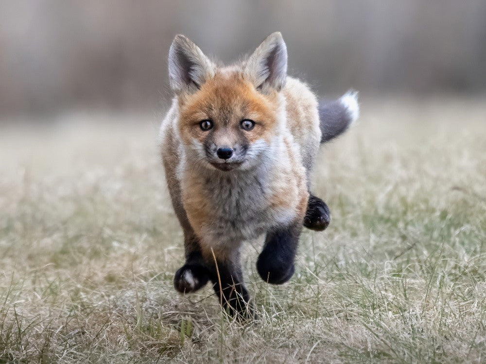 I'm Coming