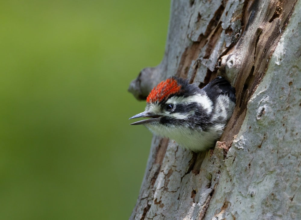 Cute little woodpecker