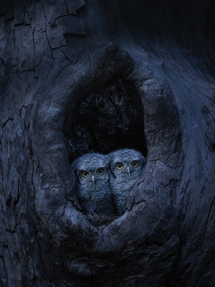 A portrait of siblings