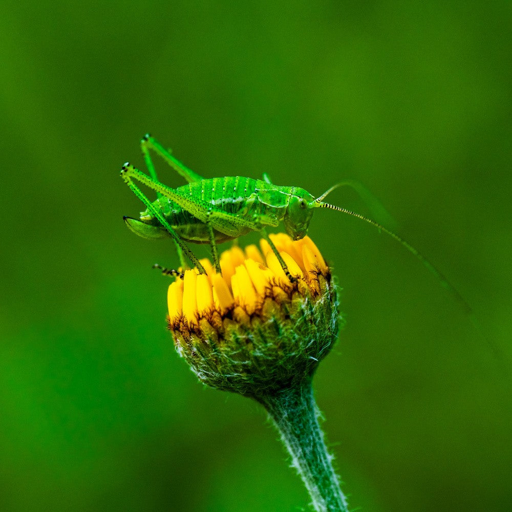 Cricket