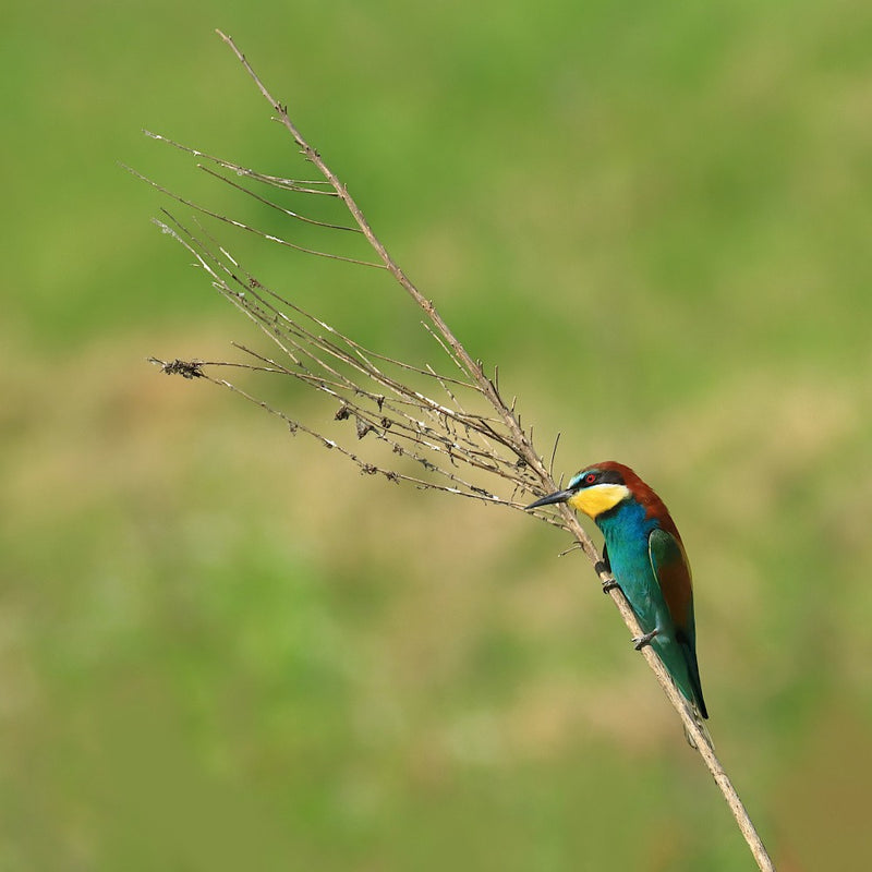 European bee-eater